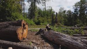 Best Firewood Processing and Delivery  in New Rochelle, NY