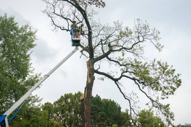 New Rochelle, NY Tree Removal Pros